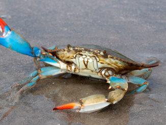 blue crabs