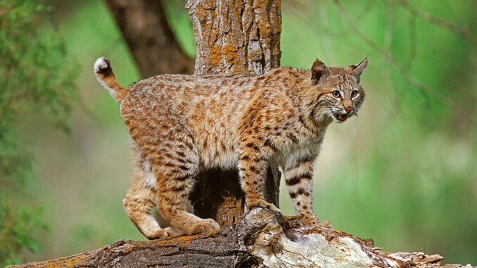 Species Spotlight Bobcat