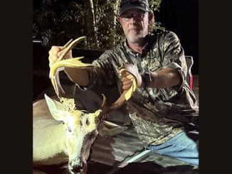 palmated buck