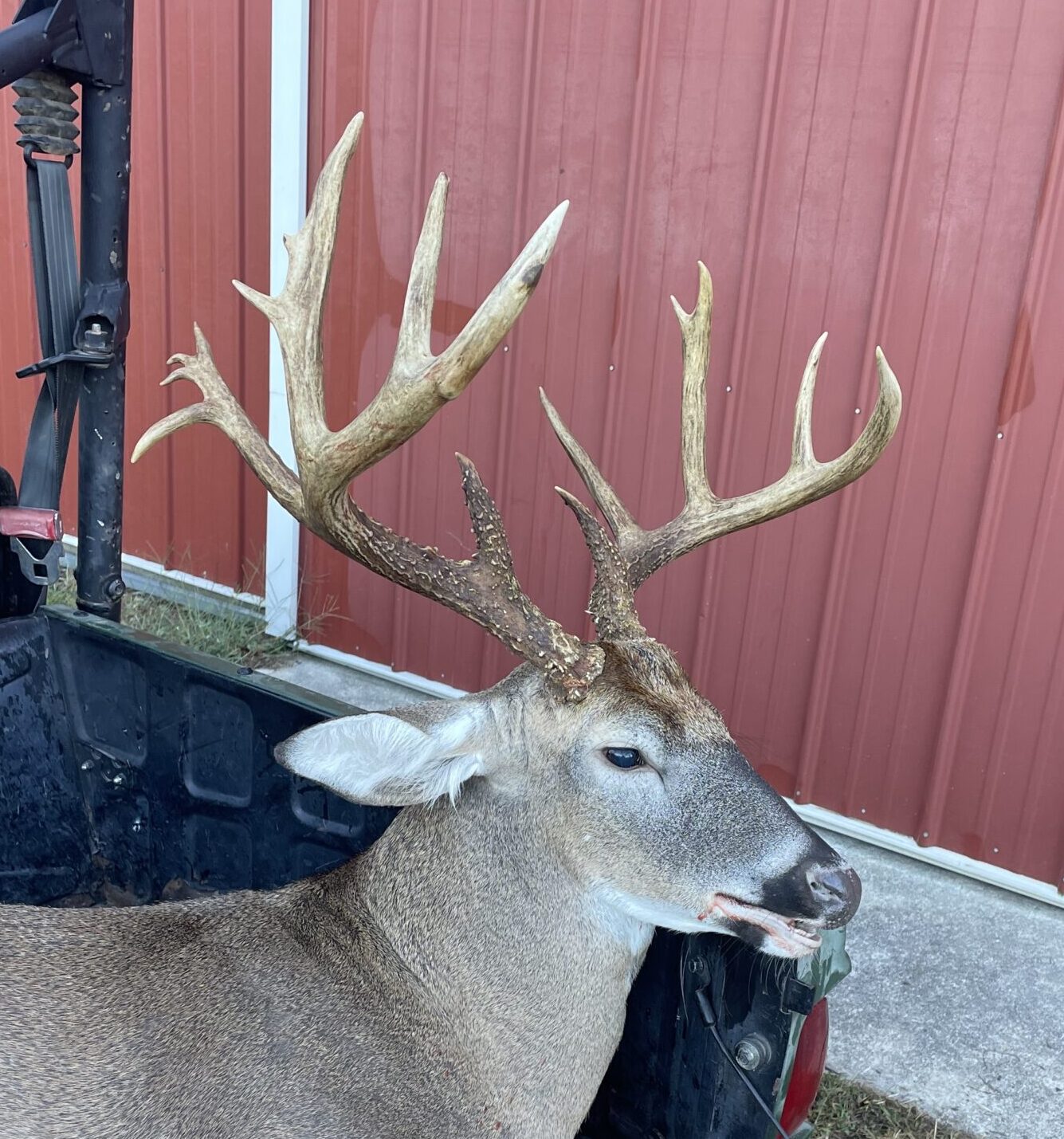 trophy buck