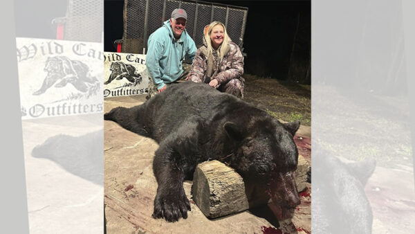 657-pound bear