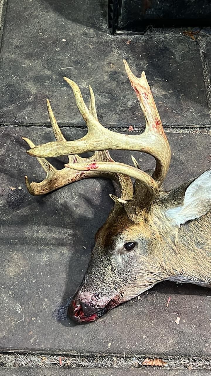 13-point buck