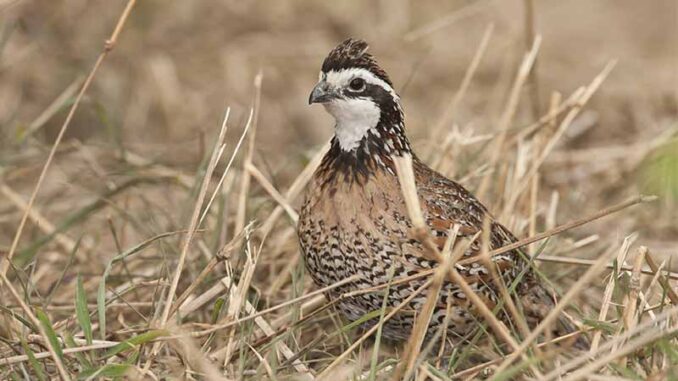 quail