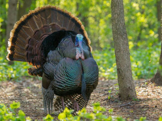 turkey