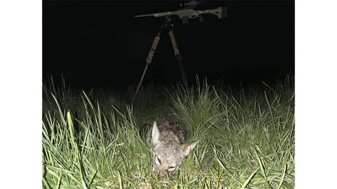 coyote