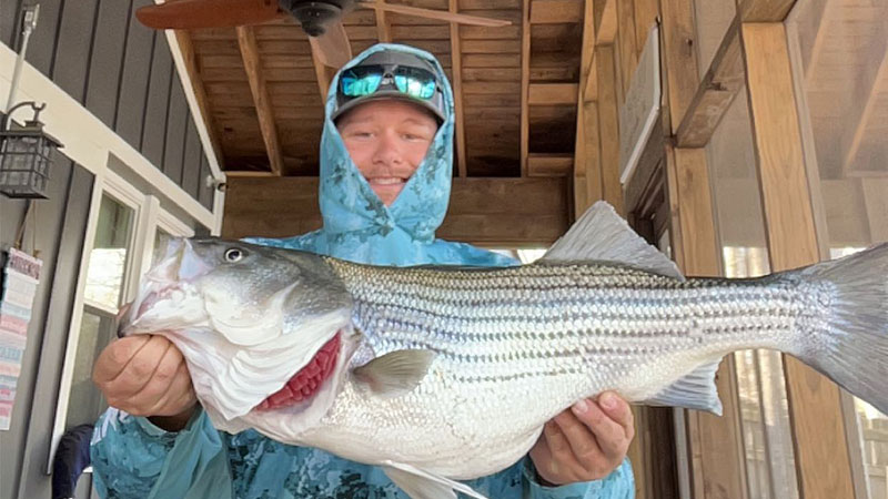 This big Lake Hartwell striper was caught by angler McKinley Rowland on March 21, 2024. He was using blueback herring as bait.