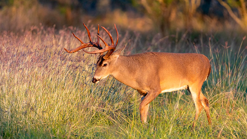Bag A Buck