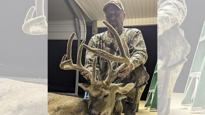 buck
