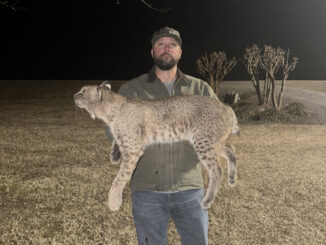 bobcat