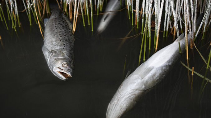 trout
