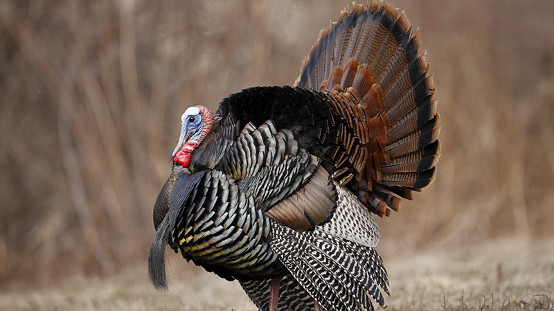 turkey