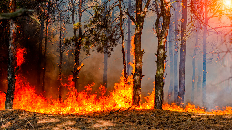 Table Rock Explode Four charged for Table Rock fires