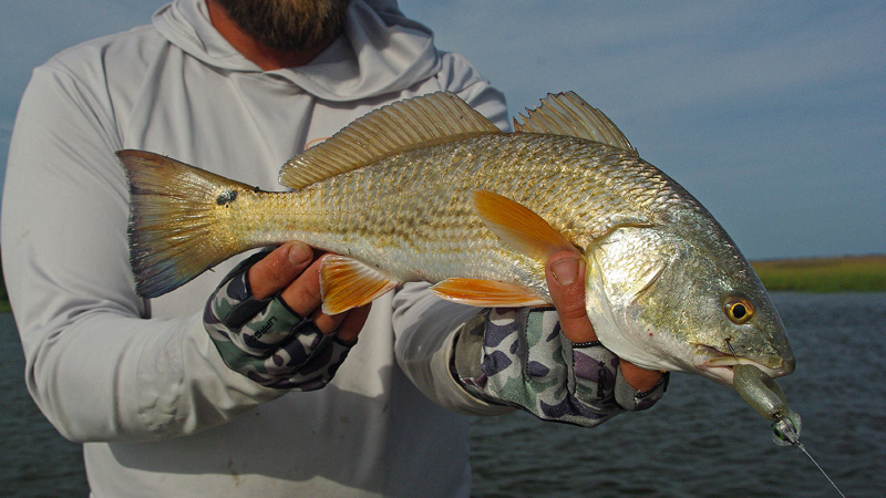 Lowcountry creek redfish