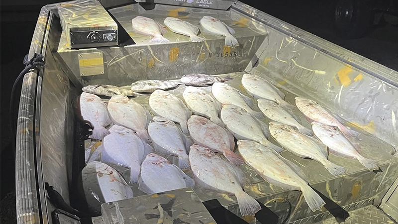 flounder
