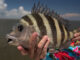 sheepshead