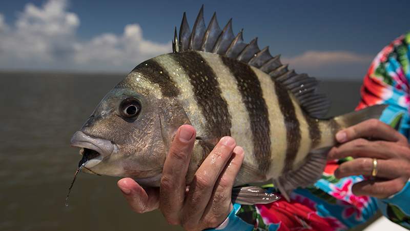 sheepshead