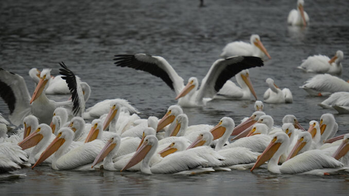 pelicans