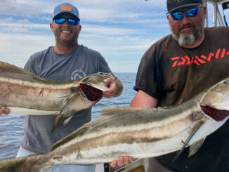 cobia