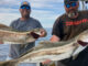 cobia