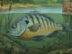 fish kill