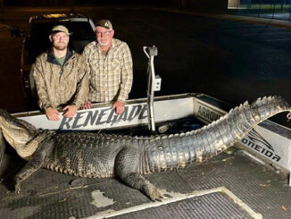 alligator