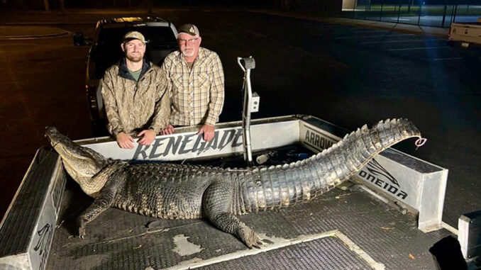 alligator