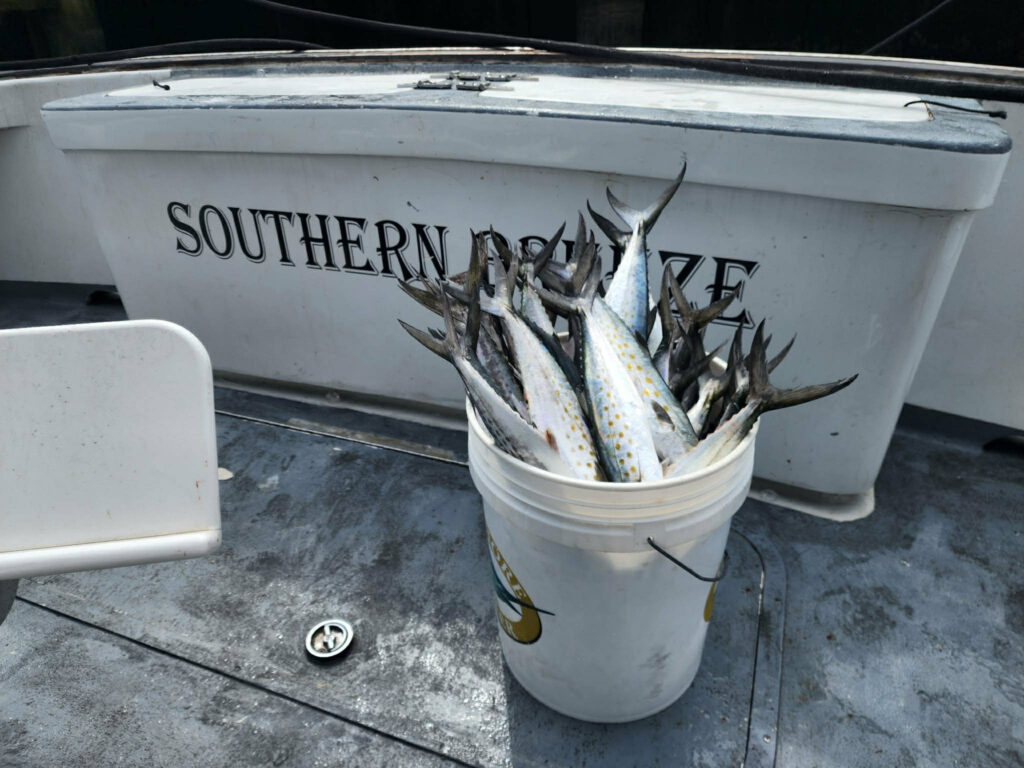 Spanish mackerel