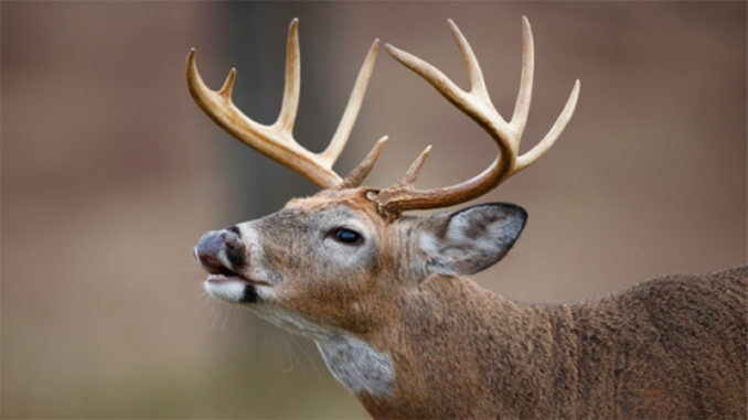 deer