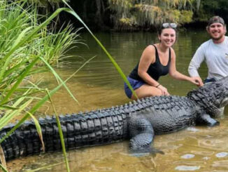 gator