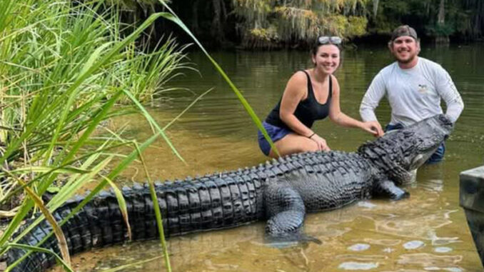 gator