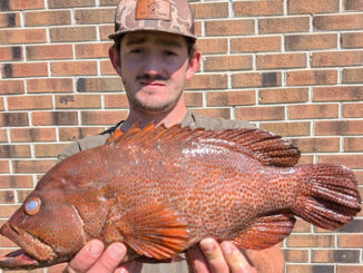 graysby grouper