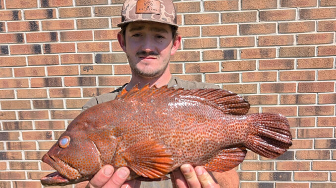 graysby grouper