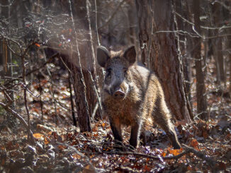 hogs