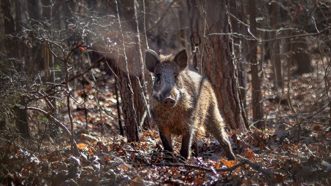 hogs