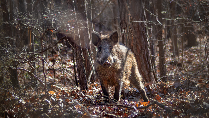 hogs