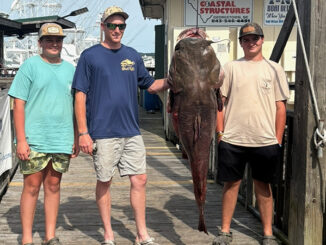 flathead catfish