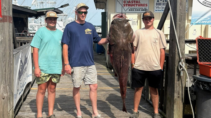 flathead catfish