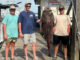 flathead catfish