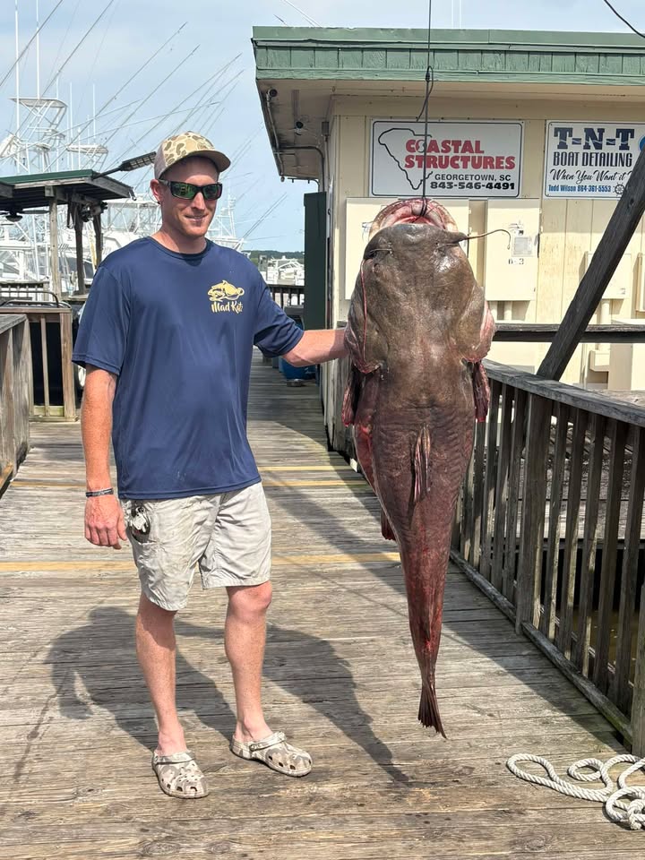 flathead