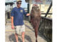 flathead