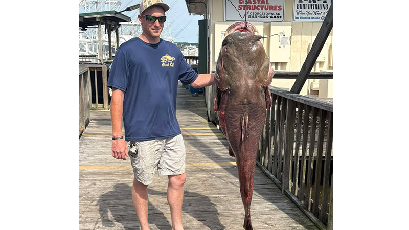 flathead