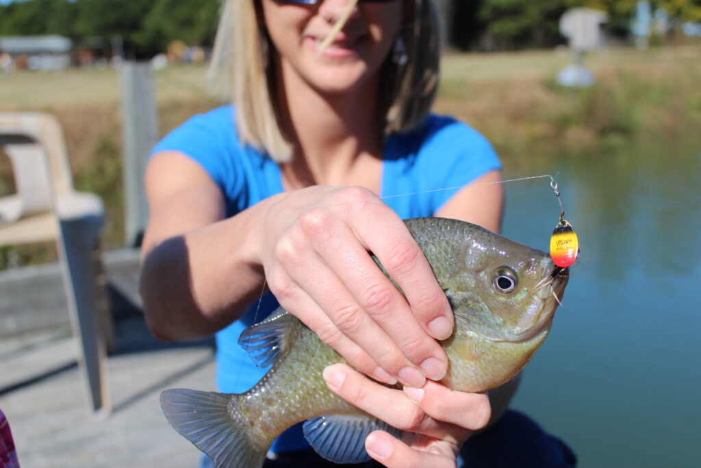 Big bream like this are abundant in many ponds across the Carolinas.