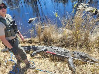 gator