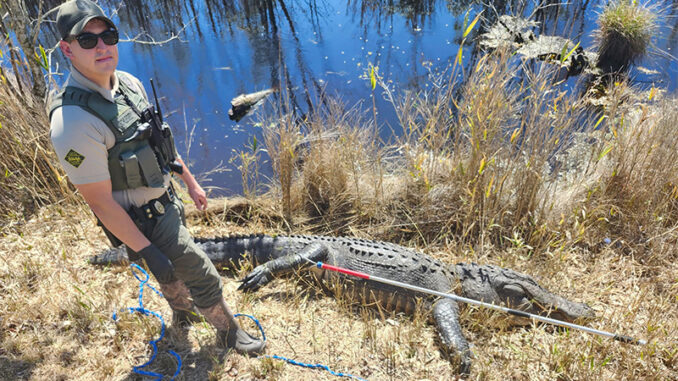 gator