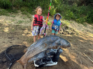 big catfish
