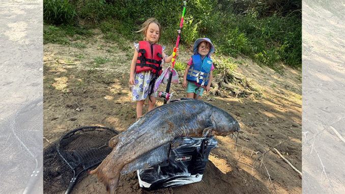 big catfish