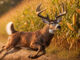 deer hunting
