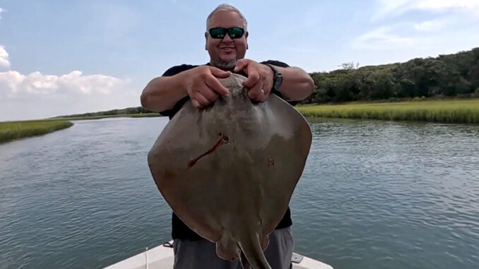 stingray