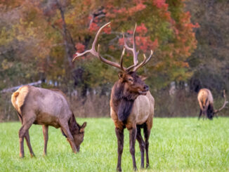 Elk