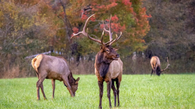 Elk